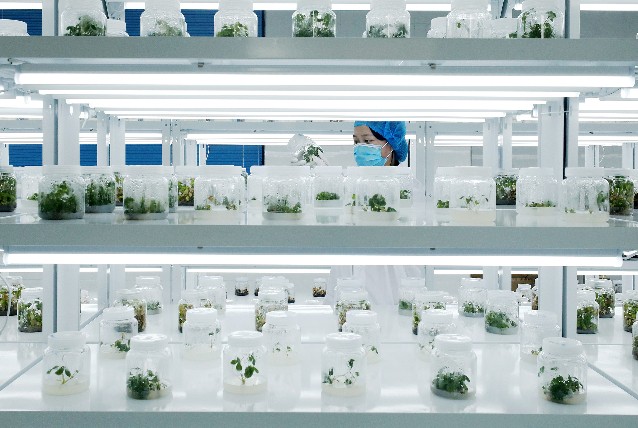 Seeds of strength: China's path to modern farming