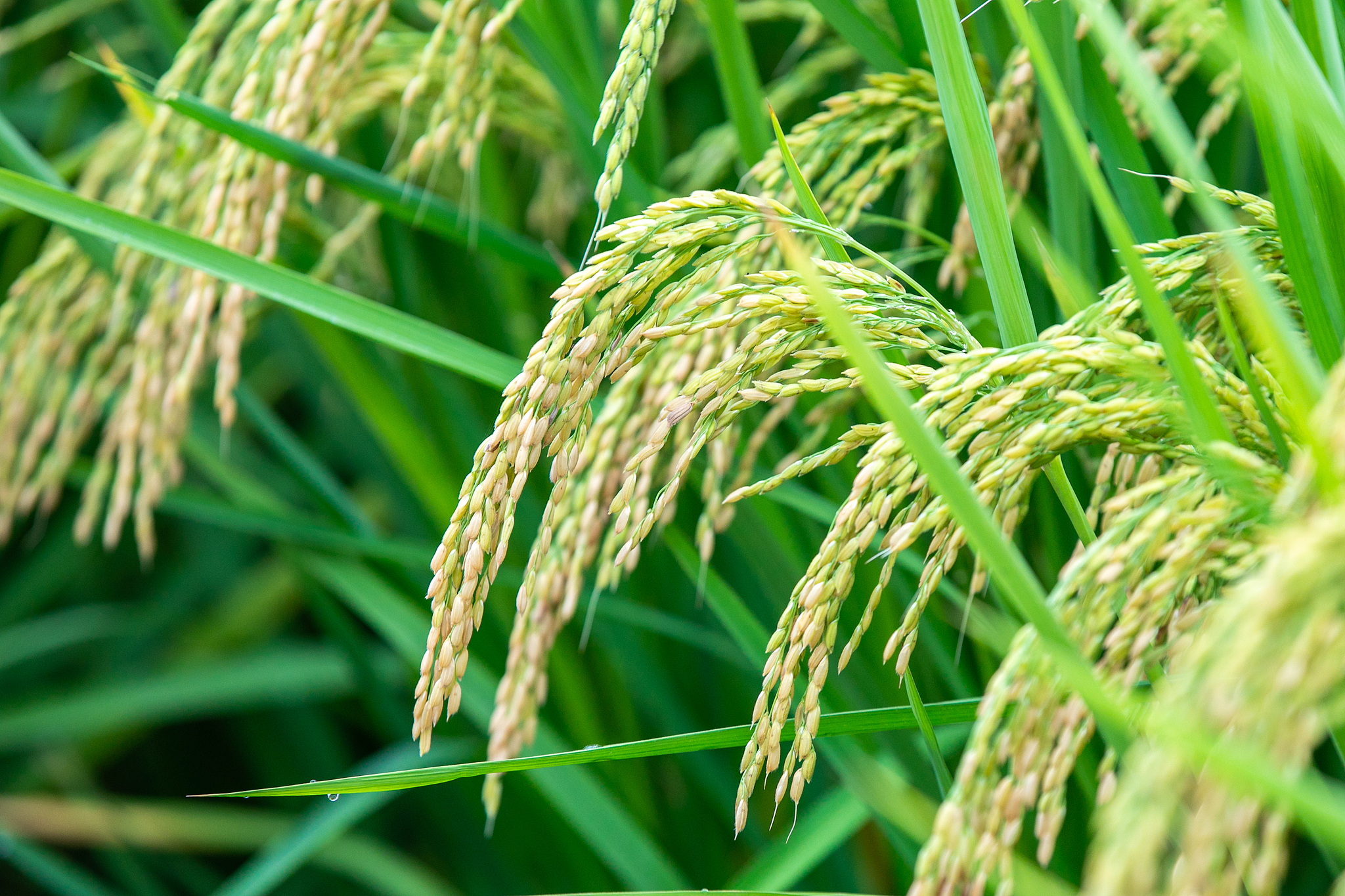 Seeds of strength: China's path to modern farming