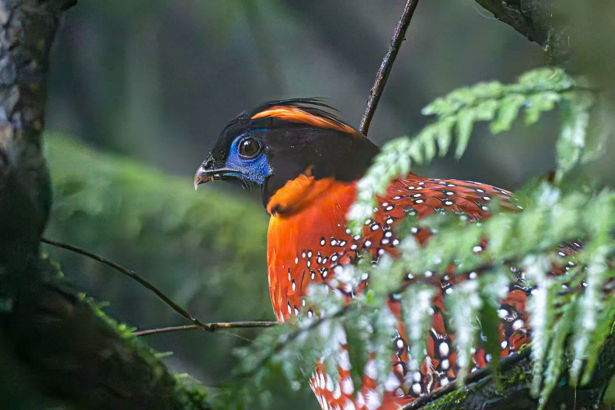 Credit: Sichuan Laojunshan National Nature Reserve 
