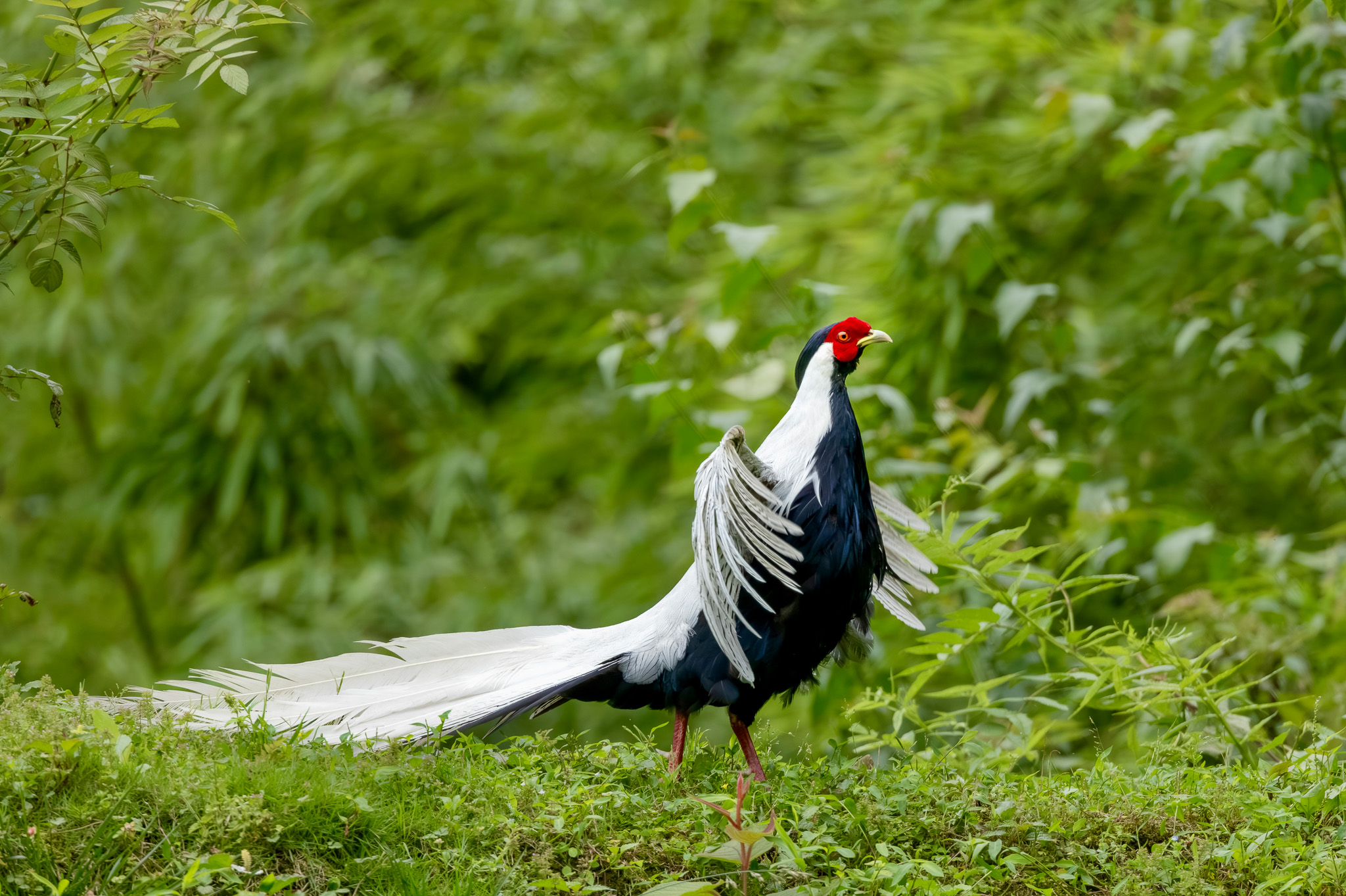 Credit: Sichuan Laojunshan National Nature Reserve 