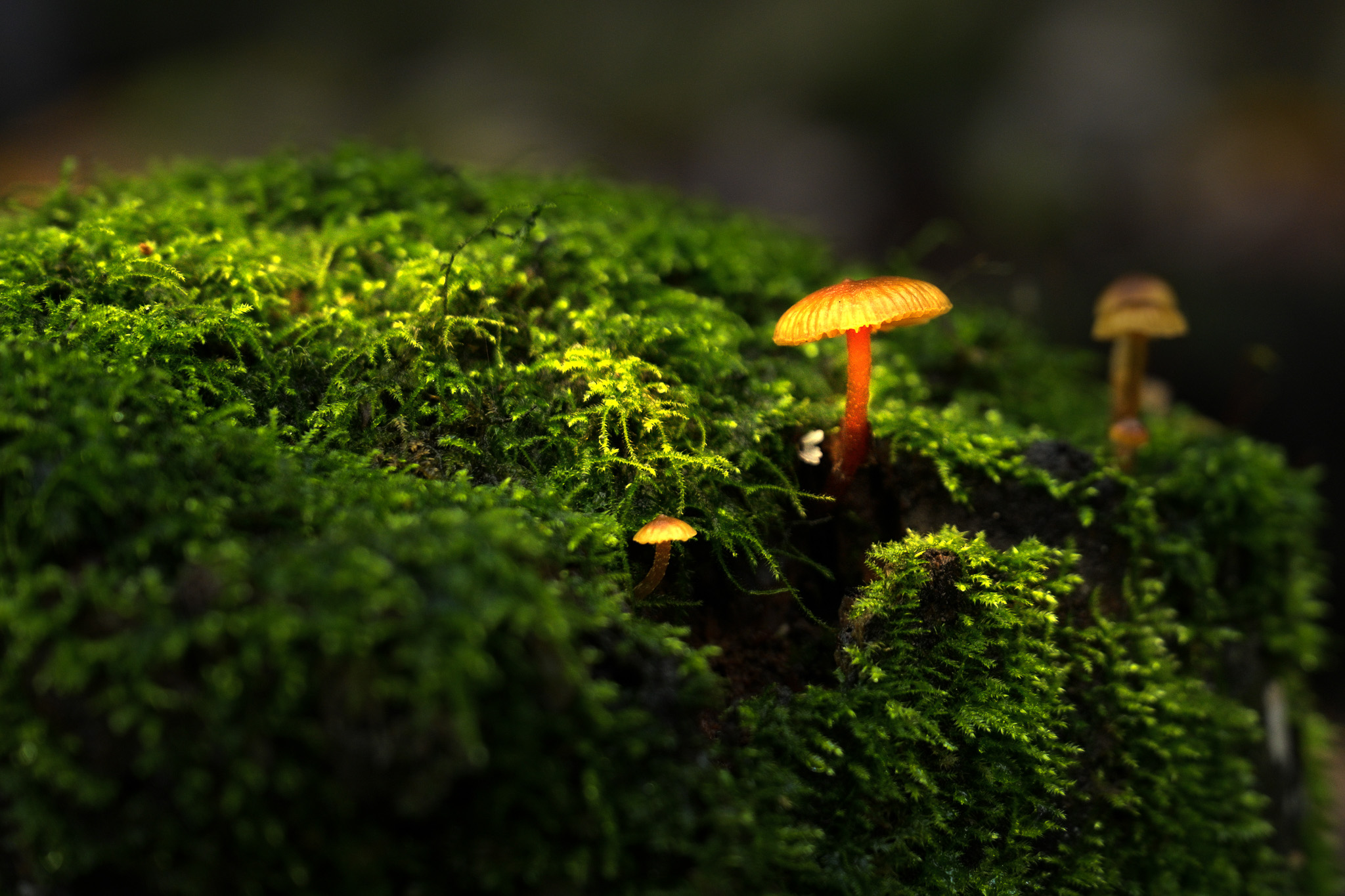 Credit: Sichuan Laojunshan National Nature Reserve 