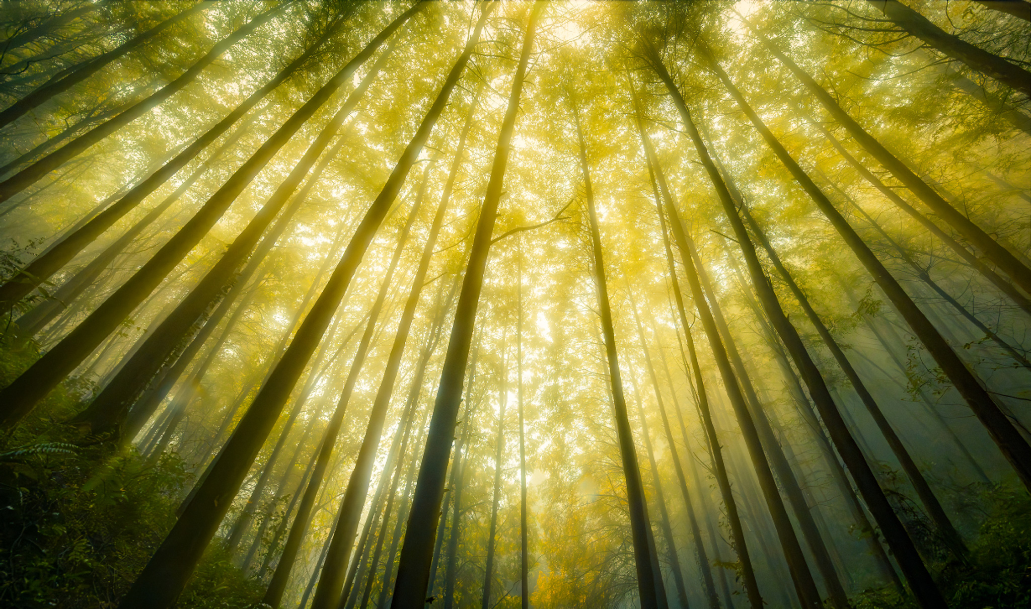 Credit: Sichuan Laojunshan National Nature Reserve 