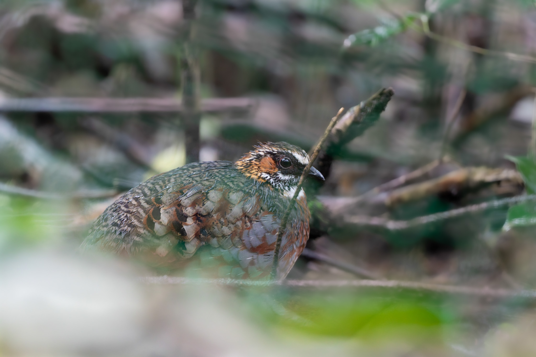 Credit: Sichuan Laojunshan National Nature Reserve 