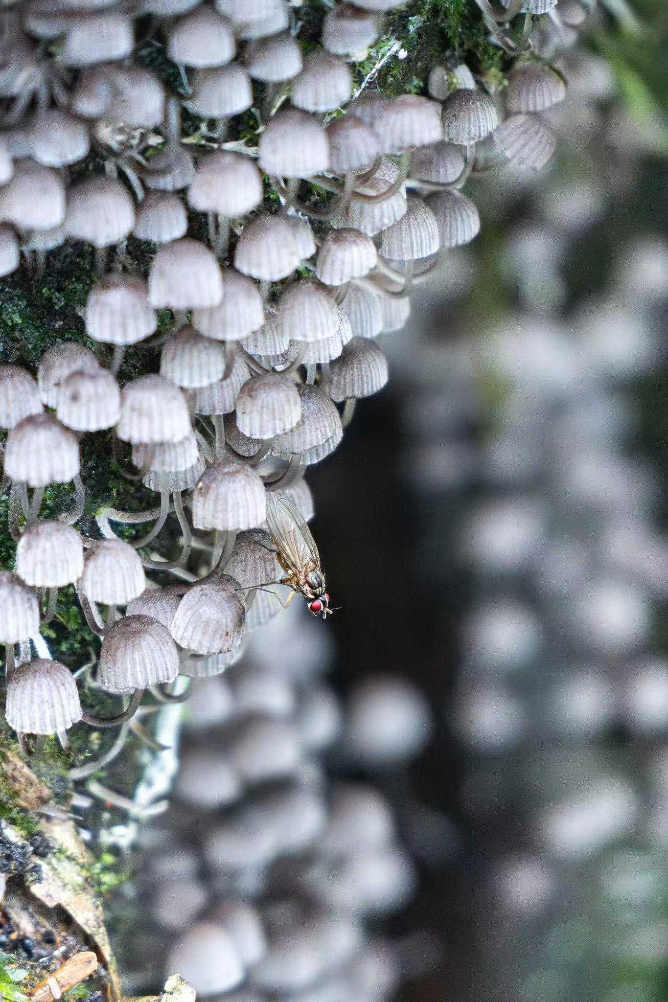 Credit: Sichuan Laojunshan National Nature Reserve 