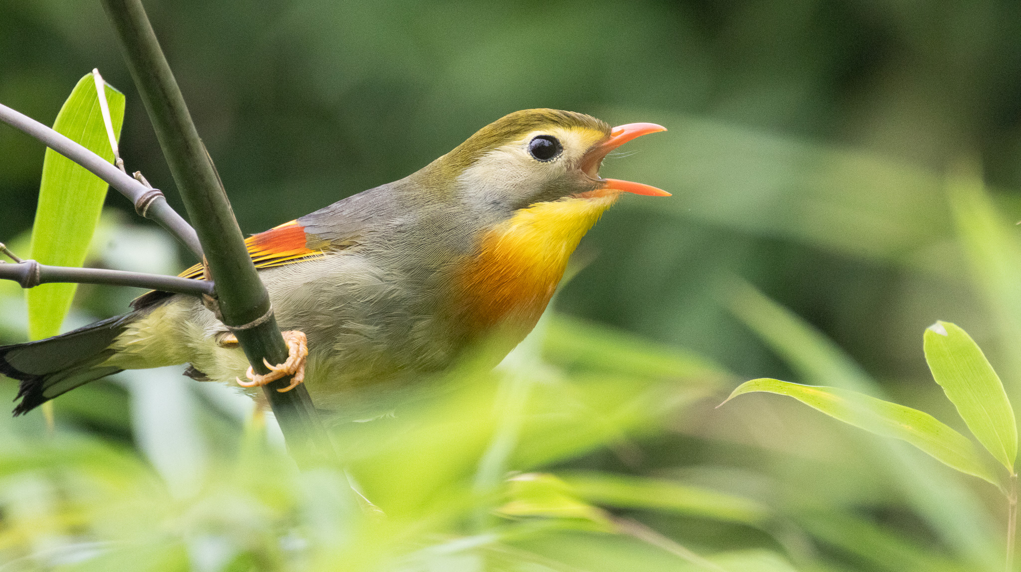 Credit: Sichuan Laojunshan National Nature Reserve 