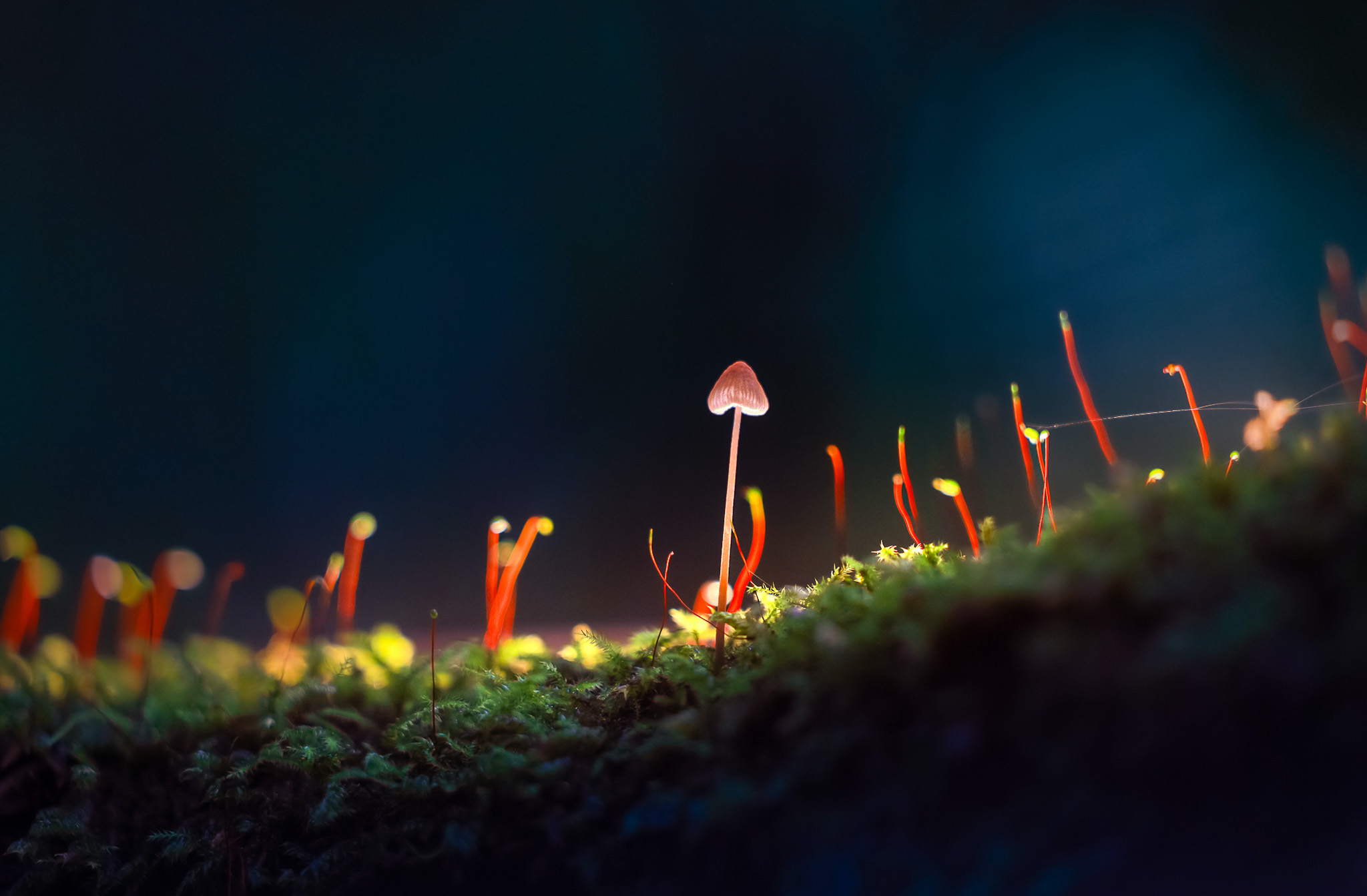 Laojunshan: A window into China’s wild southwest – news.cgtn.com