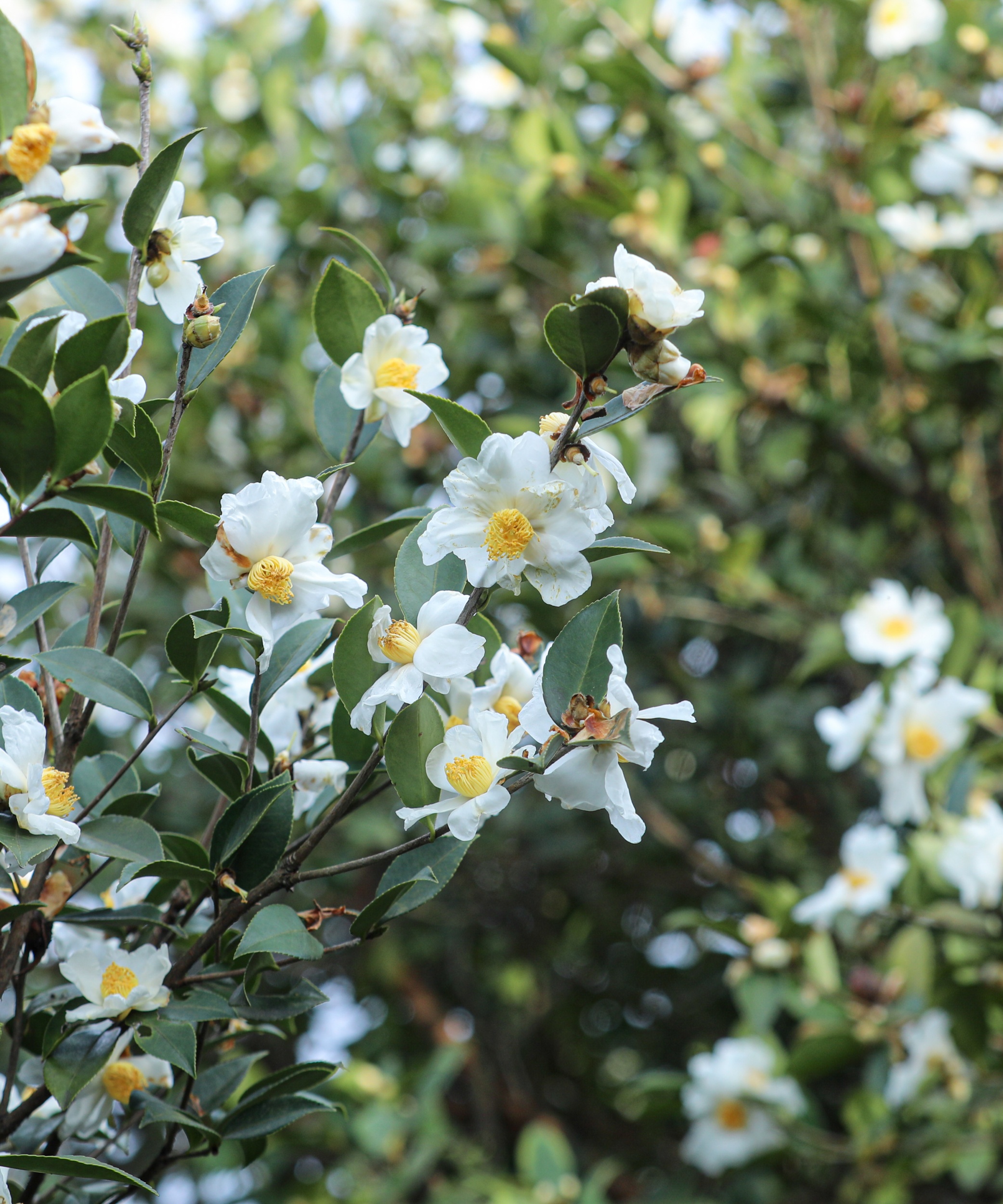 Tea-oil camellia flowers are seen in Yuping Dong Autonomous County of Tongren, southwest China's Guizhou Province on November 12, 2025. /Tongren Media Convergence Center