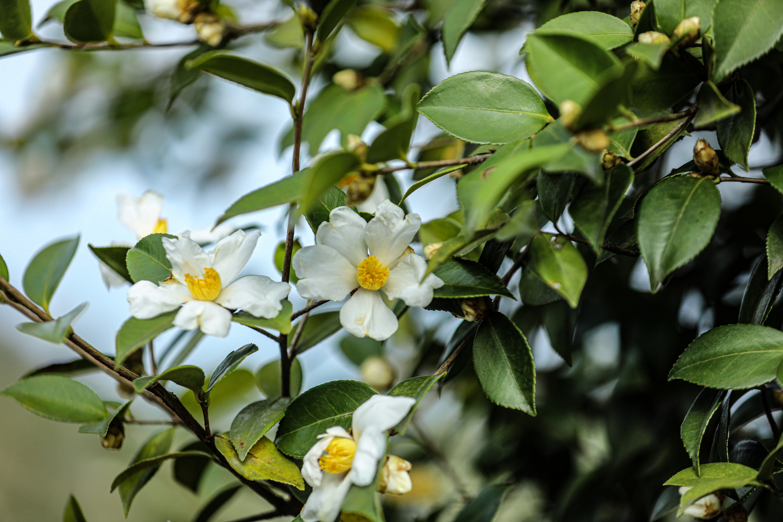 Tea-oil camellia flowers are seen in Yuping Dong Autonomous County of Tongren, southwest China's Guizhou Province on November 12, 2025. /Tongren Media Convergence Center