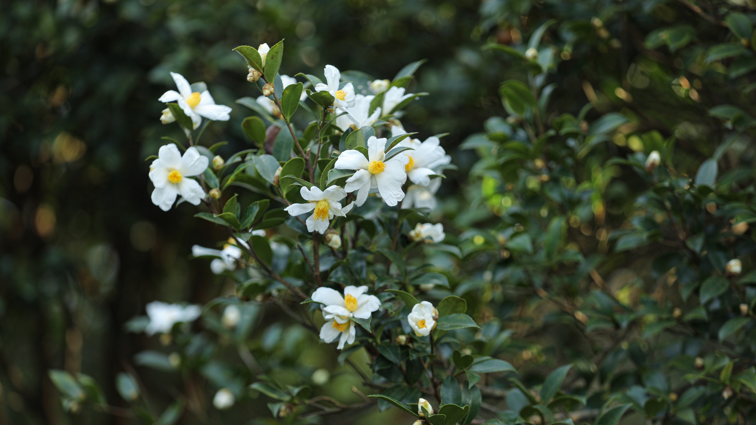 Tea-oil camellia flowers are seen in Yuping Dong Autonomous County of Tongren, southwest China's Guizhou Province on November 12, 2025. /Tongren Media Convergence Center