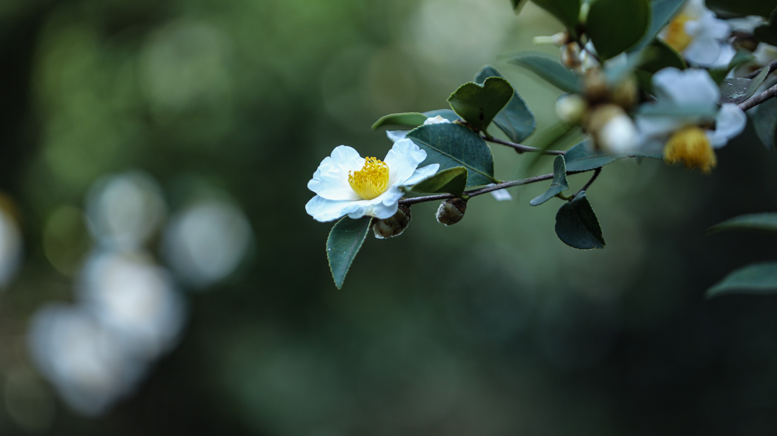 Tea-oil camellia flowers are seen in Yuping Dong Autonomous County of Tongren, southwest China's Guizhou Province on November 12, 2025. /Tongren Media Convergence Center