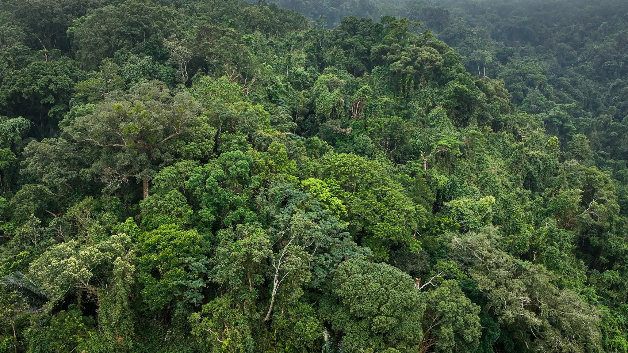 A look inside China's Hainan Tropical Rainforest National Park