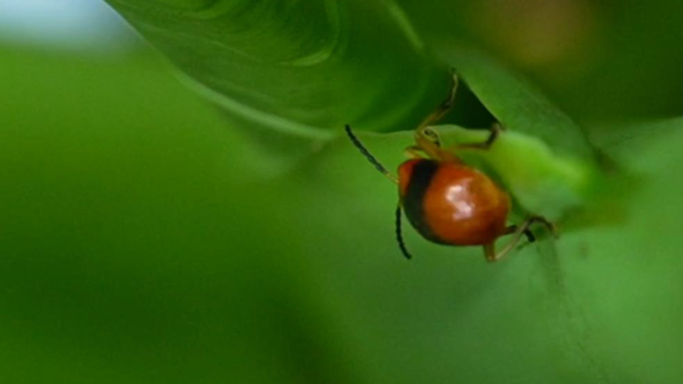 Discover Wuzhishan: Hainan's tropical rainforest gem