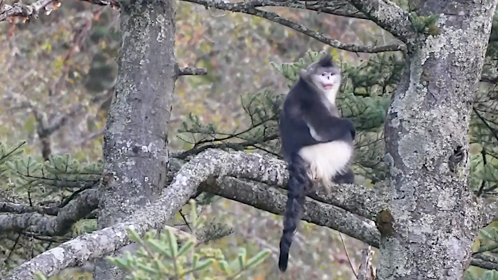 Now numbering 350, Yunnan snub-nosed monkeys thrive in nature reserve