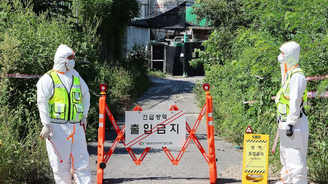 Republic of Korea raises African swine fever alert after new outbreak