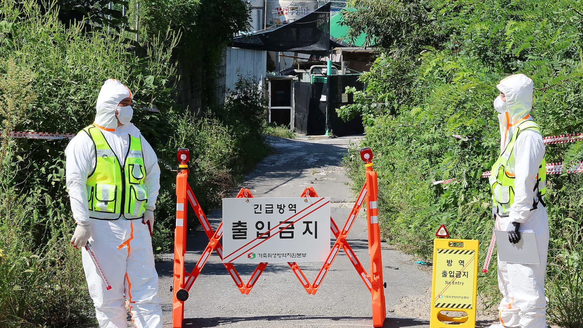 Republic of Korea raises African swine fever alert after new outbreak