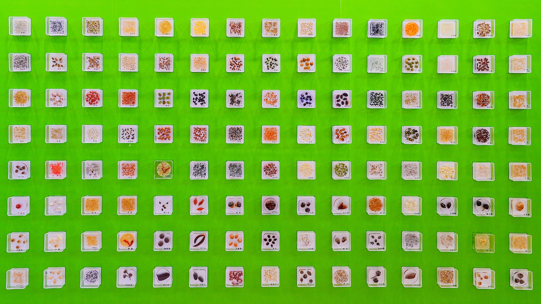 Beijing takes global lead in crop germplasm preservation