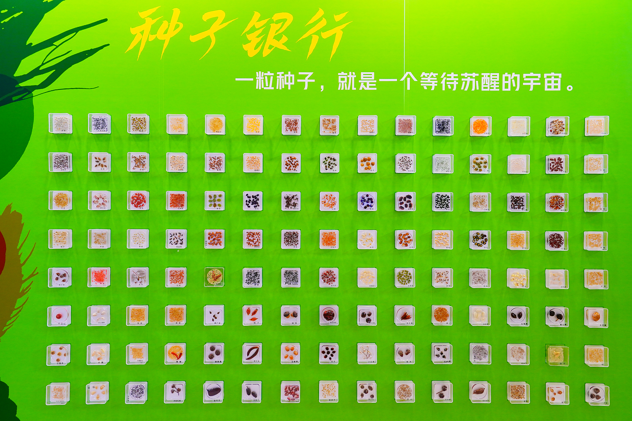 A seed-themed exhibition at the China Agricultural Museum, Beijing, China, November 5, 2025. /VCG