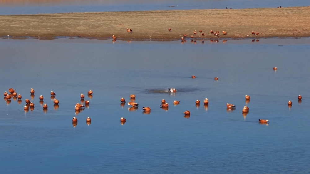 Migratory birds grace Shanxi's Nanyang River wetland