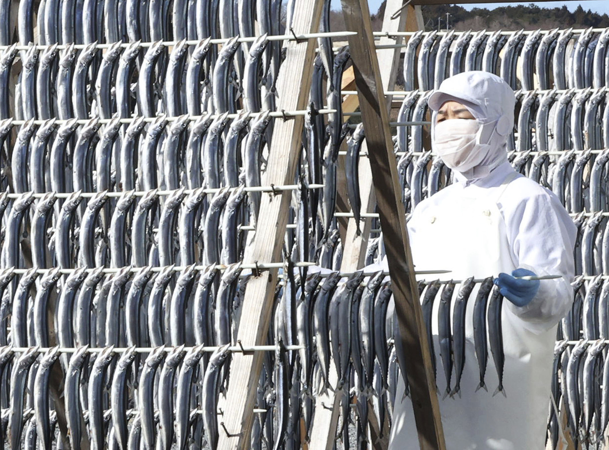 A worker handles mackerels being dried in cold wind to enhance its flavor in Miyagi Prefecture, Japan, February 14, 2025. /VCG