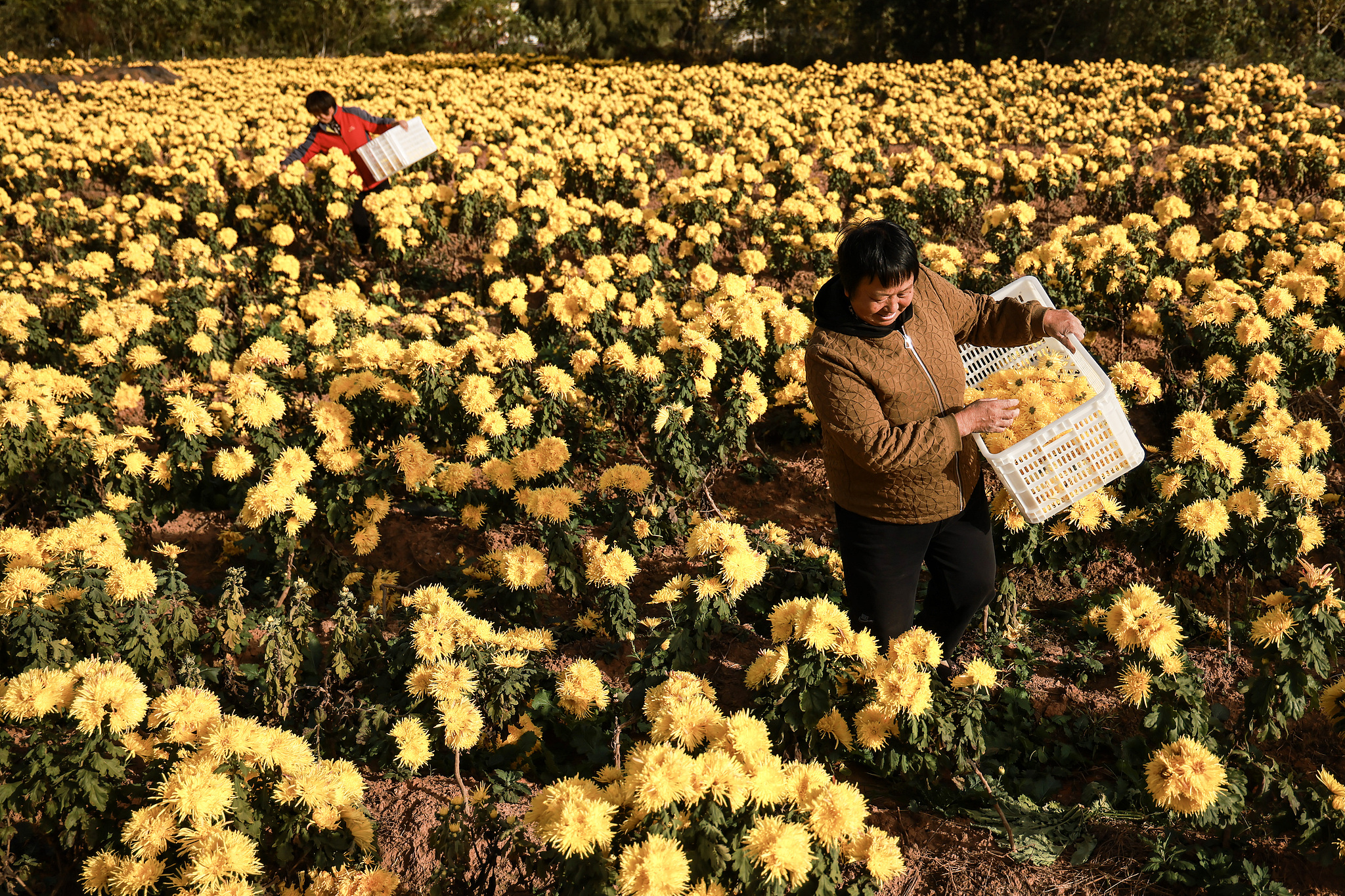 Villagers harvest golden chrysanthemums in Hetang Village of Quzhou, Zhejiang Province on November 25, 2025. /VCG