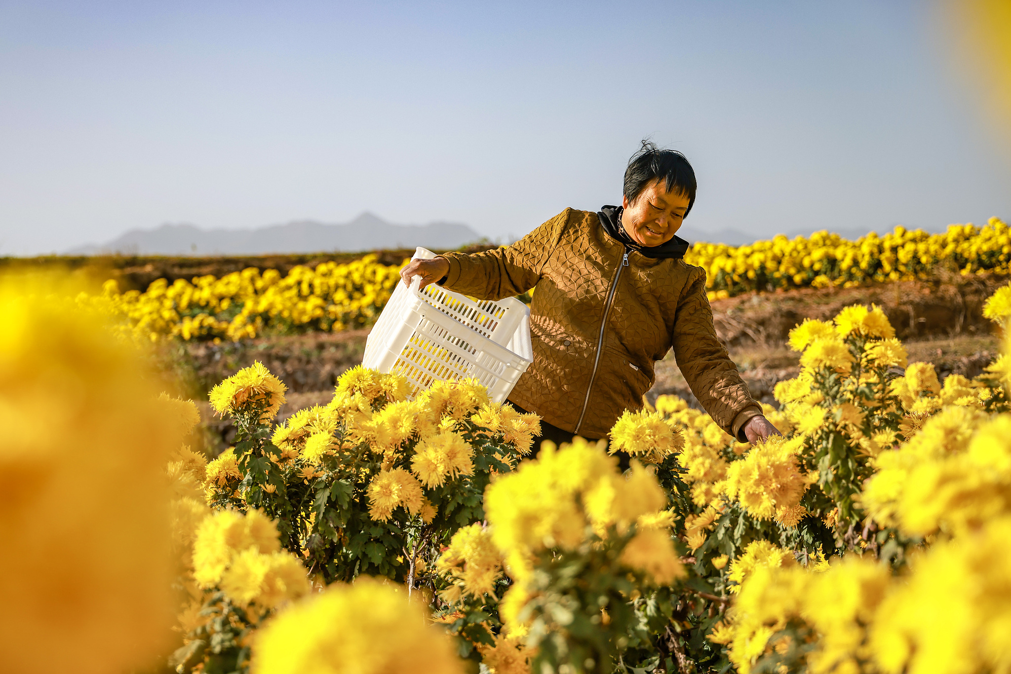 A villager harvests golden chrysanthemums in Hetang Village of Quzhou, Zhejiang Province on November 25, 2025. /VCG