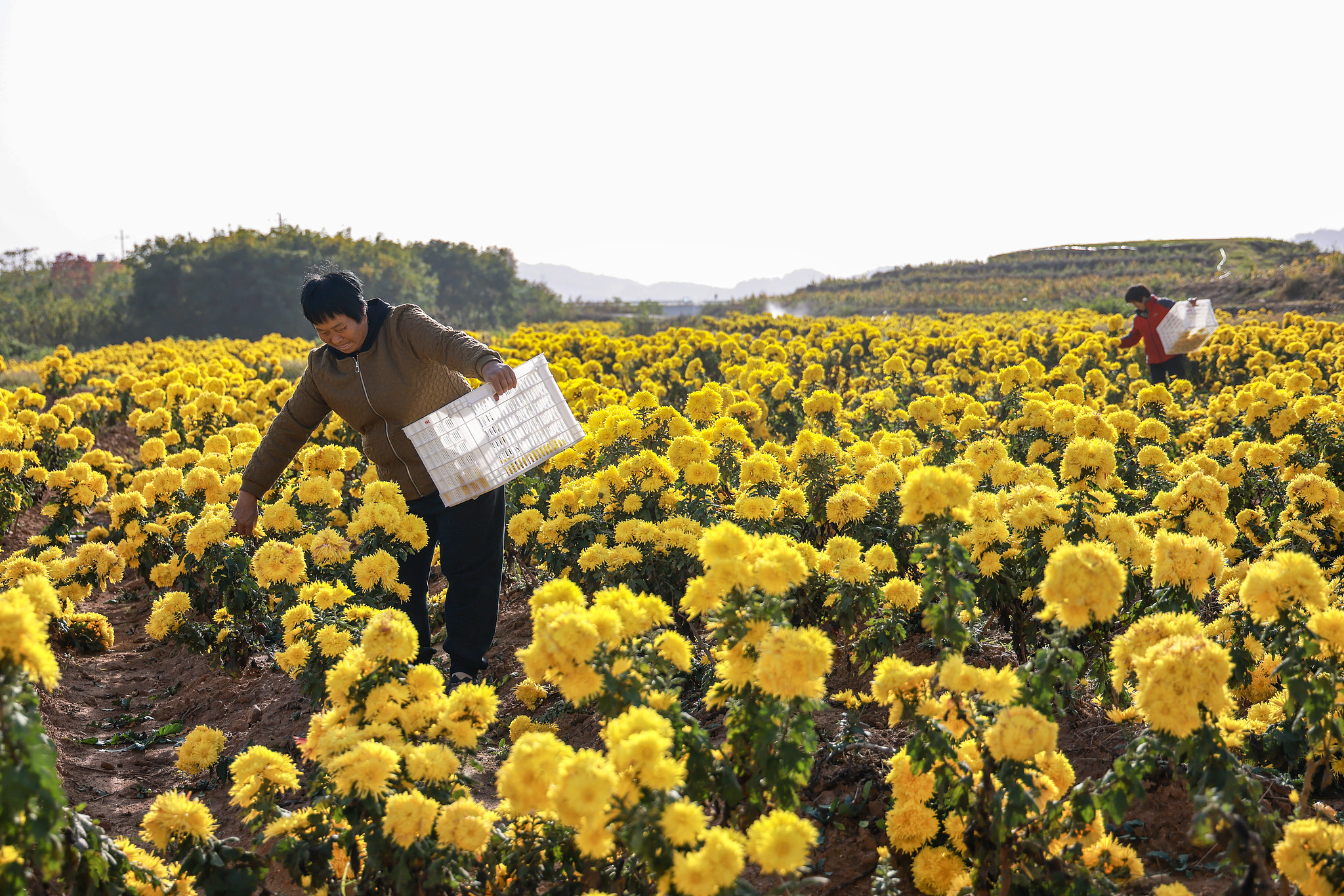 Villagers harvest golden chrysanthemums in Hetang Village of Quzhou, Zhejiang Province on November 25, 2025. /VCG