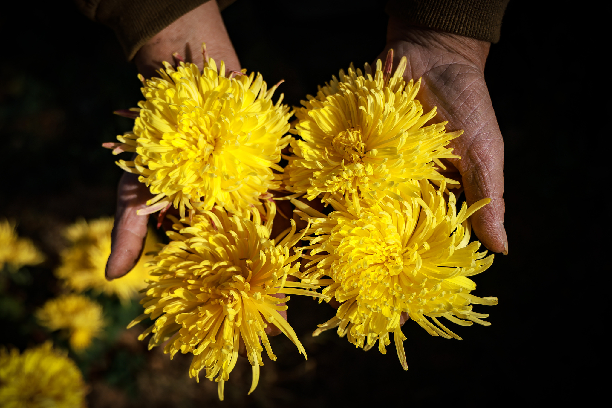 A villager showcases newly harvested golden chrysanthemums in Hetang Village of Quzhou, Zhejiang Province on November 25, 2025. /VCG