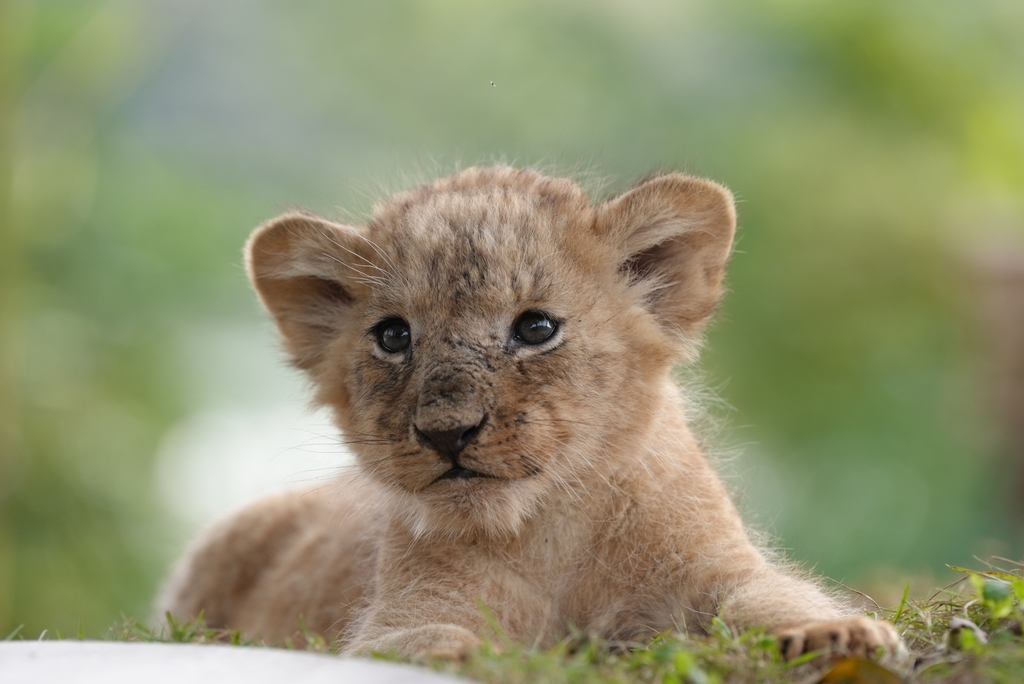 Five lion cub quintuplets celebrated their one-month birthday at Lehe Ledu Animal Theme Park in Chongqing, China on November 26, 2025. /VCG