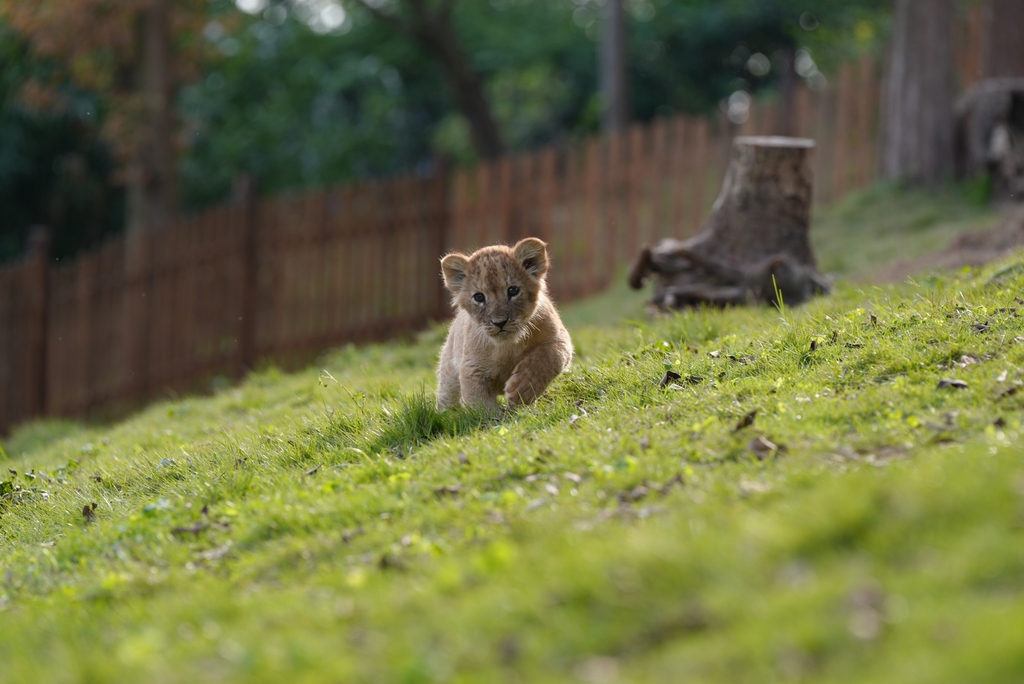 Five lion cub quintuplets celebrated their one-month birthday at Lehe Ledu Animal Theme Park in Chongqing, China on November 26, 2025. /VCG