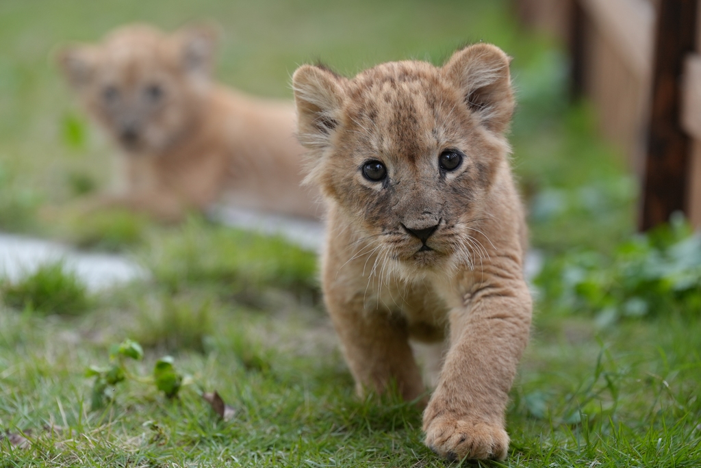 Five lion cub quintuplets celebrated their one-month birthday at Lehe Ledu Animal Theme Park in Chongqing, China on November 26, 2025. /VCG