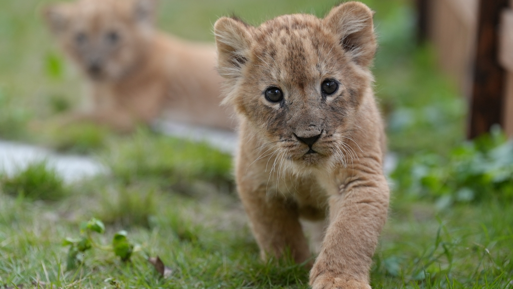 Quintuplet lion cubs' 1st outdoor trip marks their one-month birthday