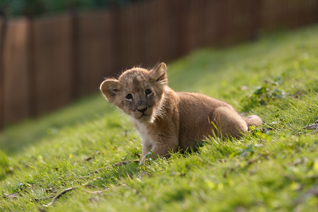 Five lion cub quintuplets celebrated their one-month birthday at Lehe Ledu Animal Theme Park in Chongqing, China on November 26, 2025. /VCG