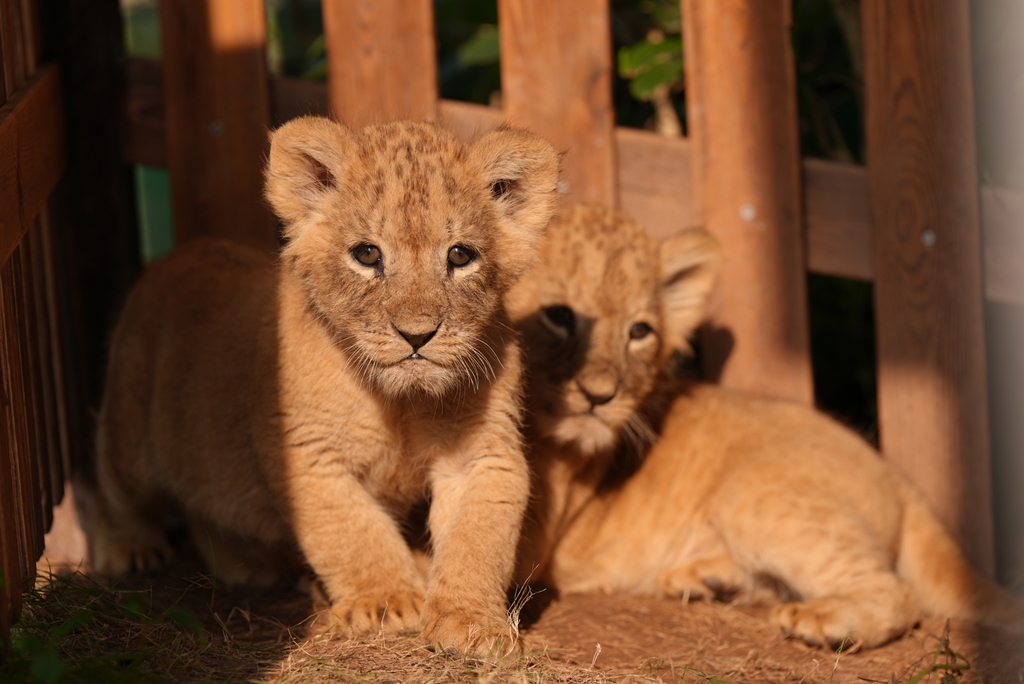Five lion cub quintuplets celebrated their one-month birthday at Lehe Ledu Animal Theme Park in Chongqing, China on November 26, 2025. /VCG