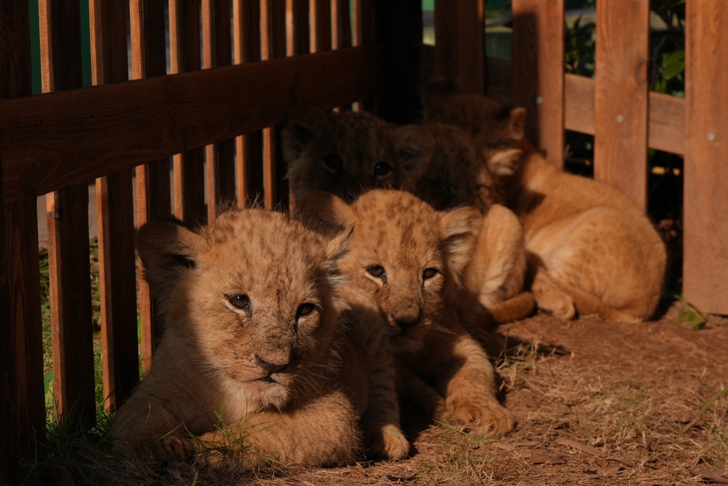 Five lion cub quintuplets celebrated their one-month birthday at Lehe Ledu Animal Theme Park in Chongqing, China on November 26, 2025. /VCG