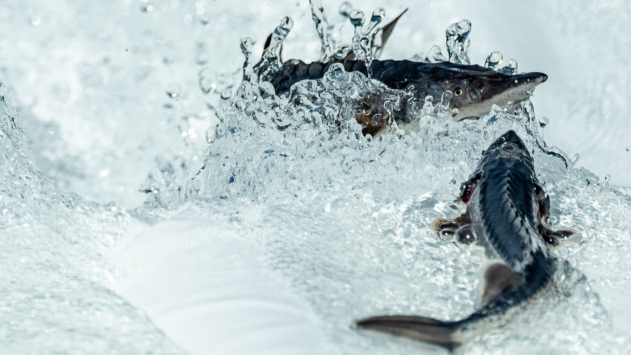 China breeds third-generation Chinese sturgeon artificially