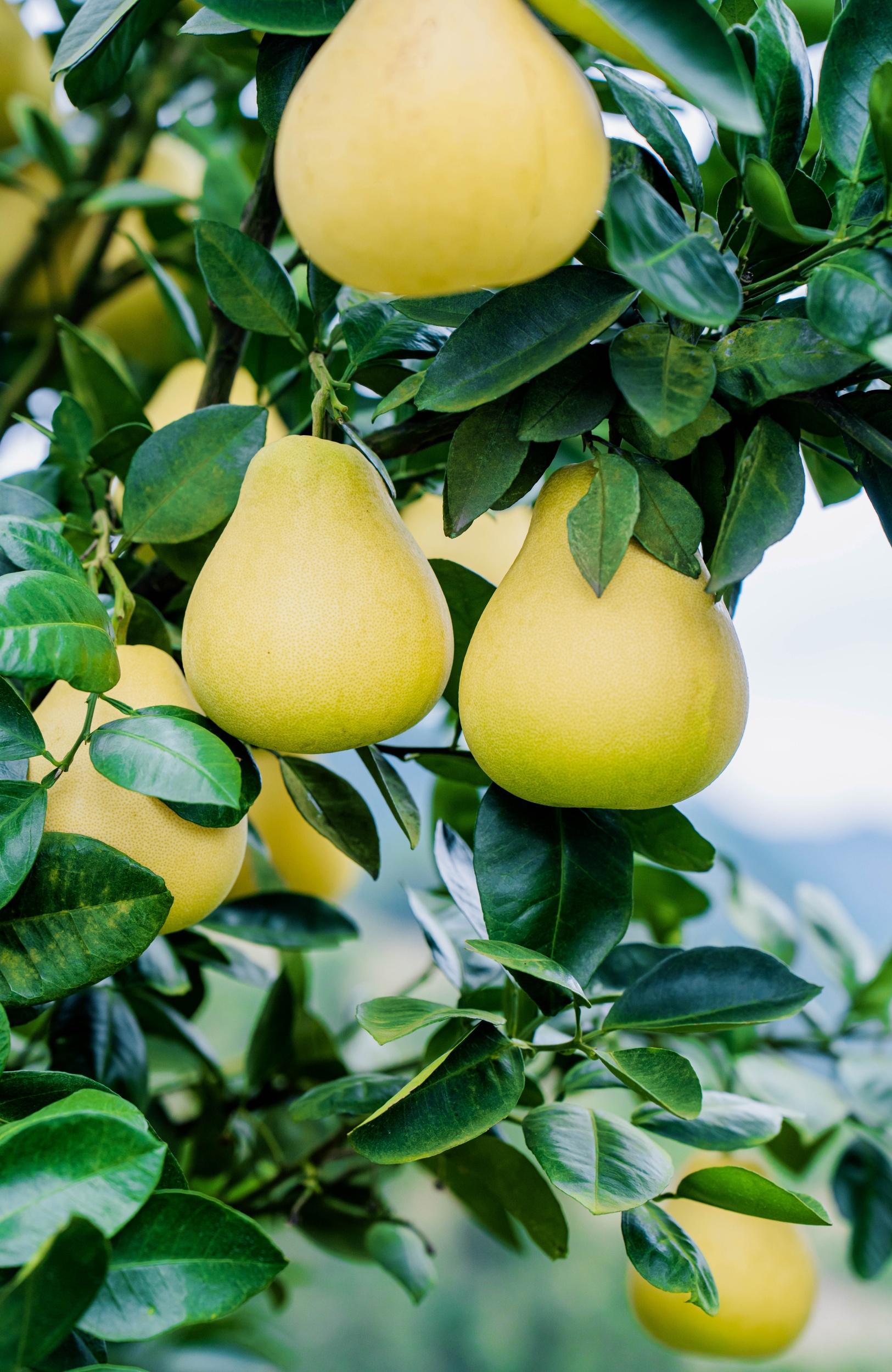 Pomelos are seen in Wanshan District of Tongren City, southwest China's Guizhou Province on November 5, 2025. /Tongren Convergence Media Center