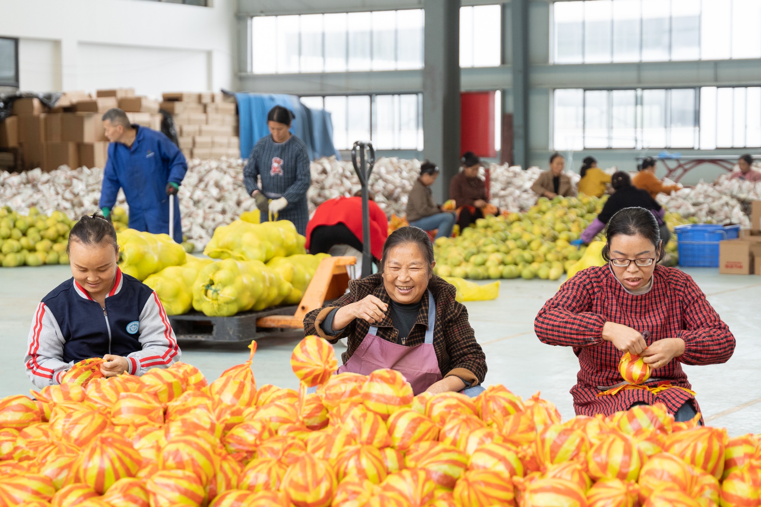 Locals pack pomelos in Wanshan District of Tongren City, southwest China's Guizhou Province on November 5, 2025. /Tongren Convergence Media Center
