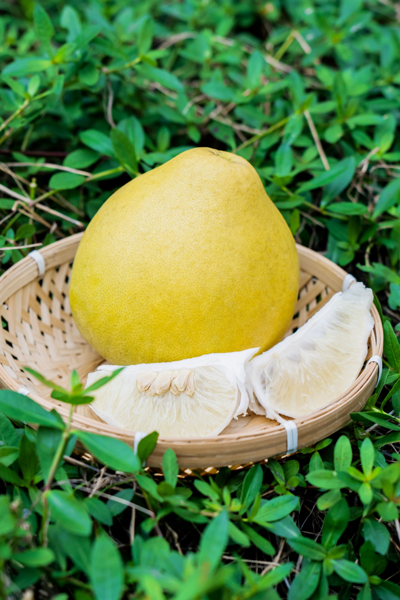 Pomelos are seen in Wanshan District of Tongren City, southwest China's Guizhou Province on November 5, 2025. /Tongren Convergence Media Center