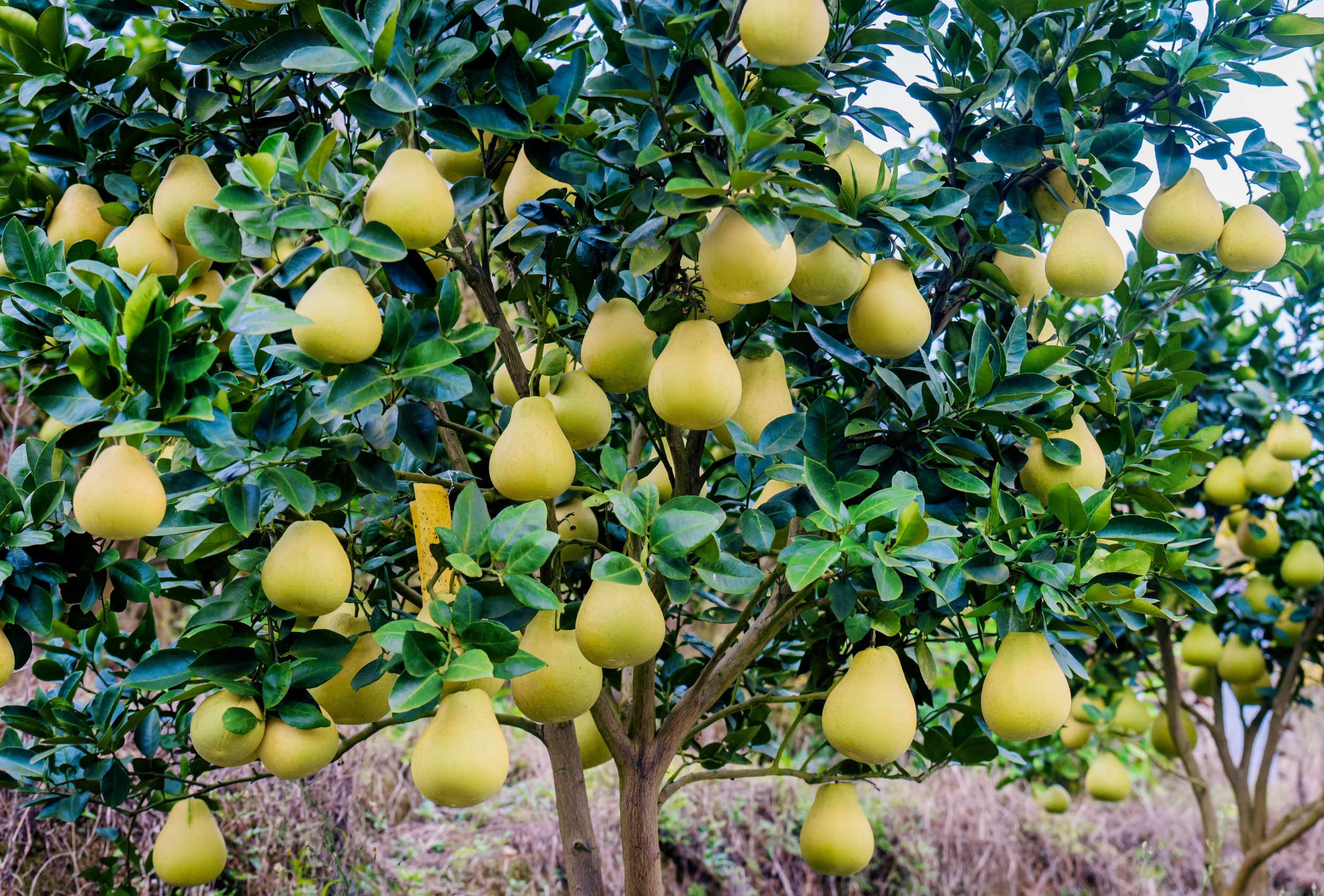 Pomelos are seen in Wanshan District of Tongren City, southwest China's Guizhou Province on November 5, 2025. /Tongren Convergence Media Center