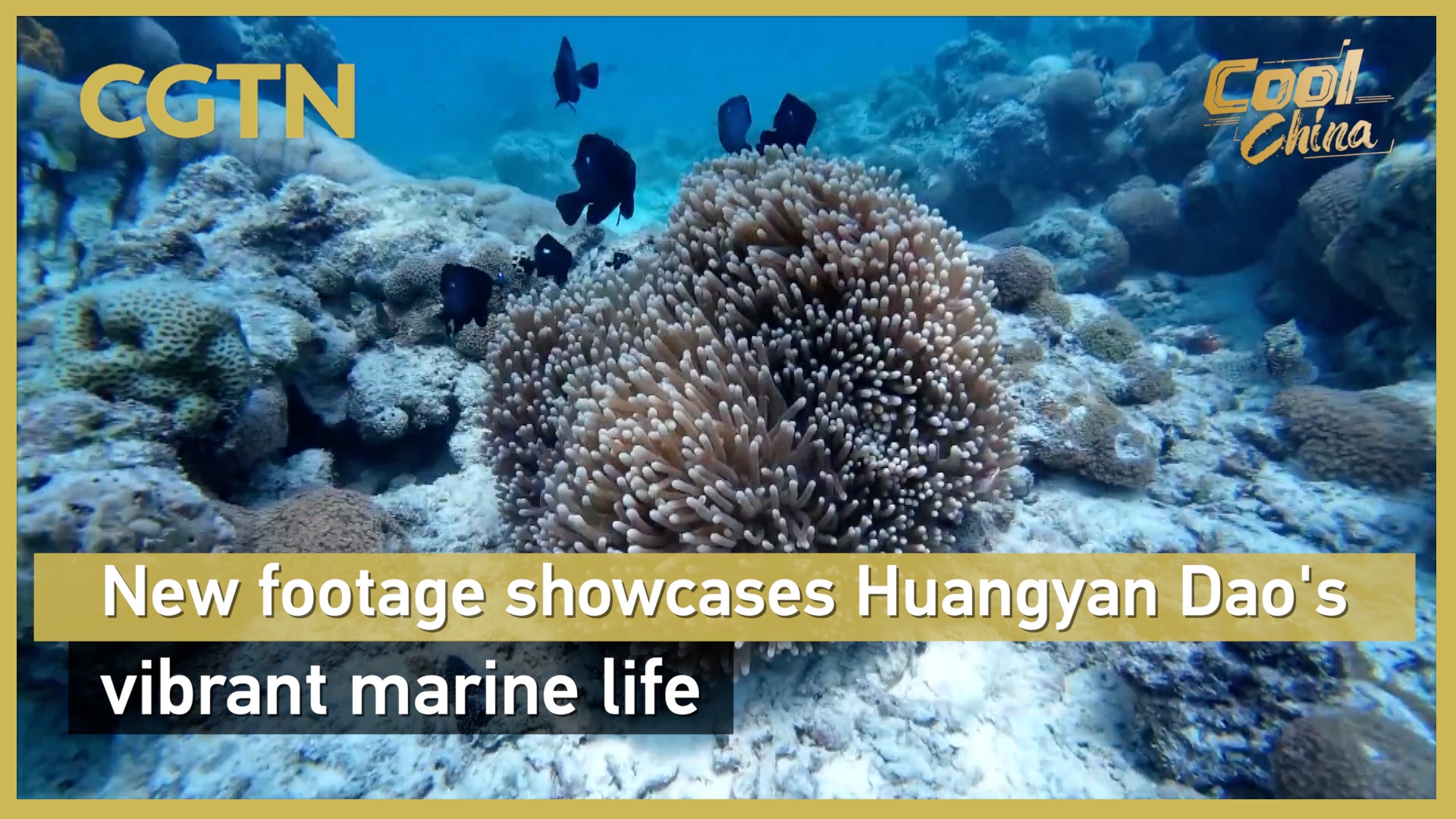 New footage showcases Huangyan Dao's vibrant marine life