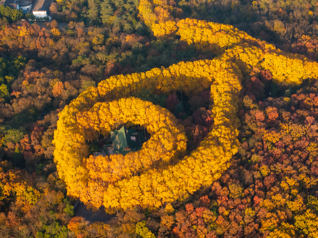 As early winter embraces Nanjing City, the Zhongshan Scenic Area is cloaked in a riot of red and gold foliage on November 29. 2025. /VCG