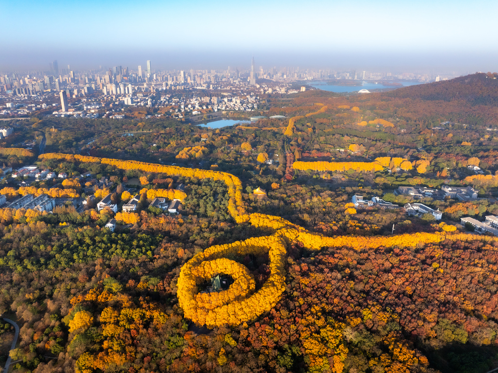 As early winter embraces Nanjing City, the Zhongshan Scenic Area is cloaked in a riot of red and gold foliage on November 29. 2025. /VCG