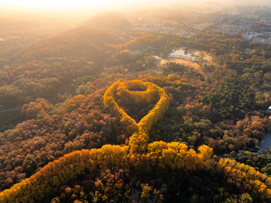 As early winter embraces Nanjing City, the Zhongshan Scenic Area is cloaked in a riot of red and gold foliage on November 29. 2025. /VCG