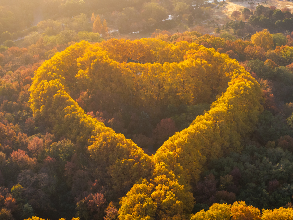 As early winter embraces Nanjing City, the Zhongshan Scenic Area is cloaked in a riot of red and gold foliage on November 29. 2025. /VCG