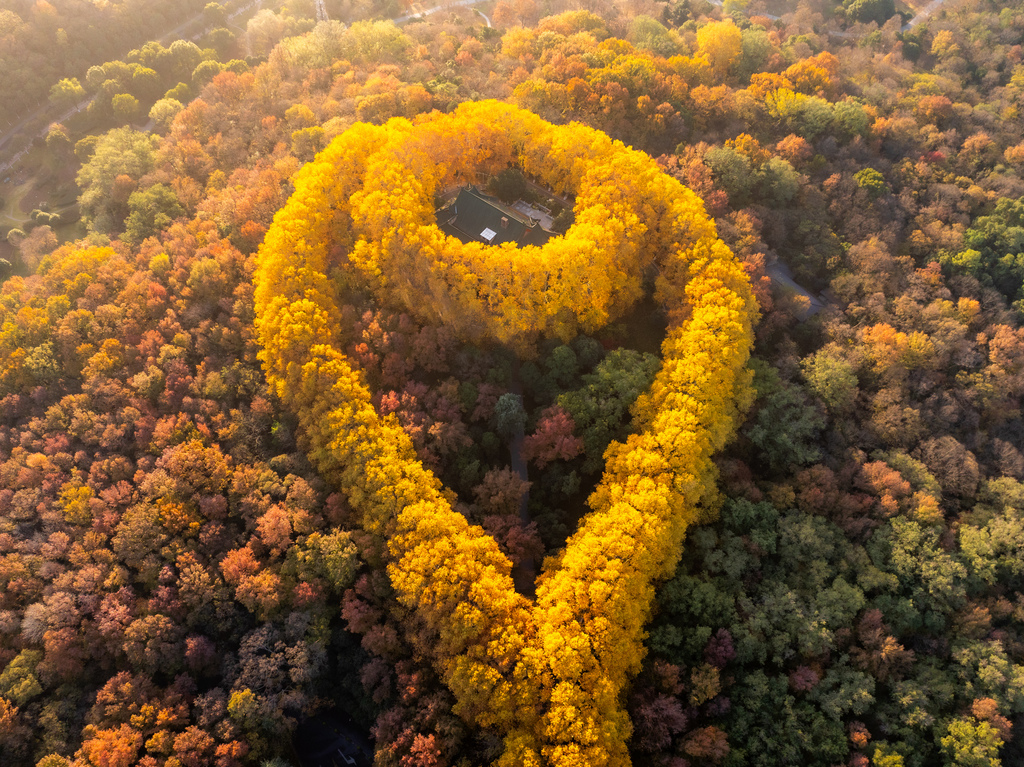 As early winter embraces Nanjing City, the Zhongshan Scenic Area is cloaked in a riot of red and gold foliage on November 29. 2025. /VCG