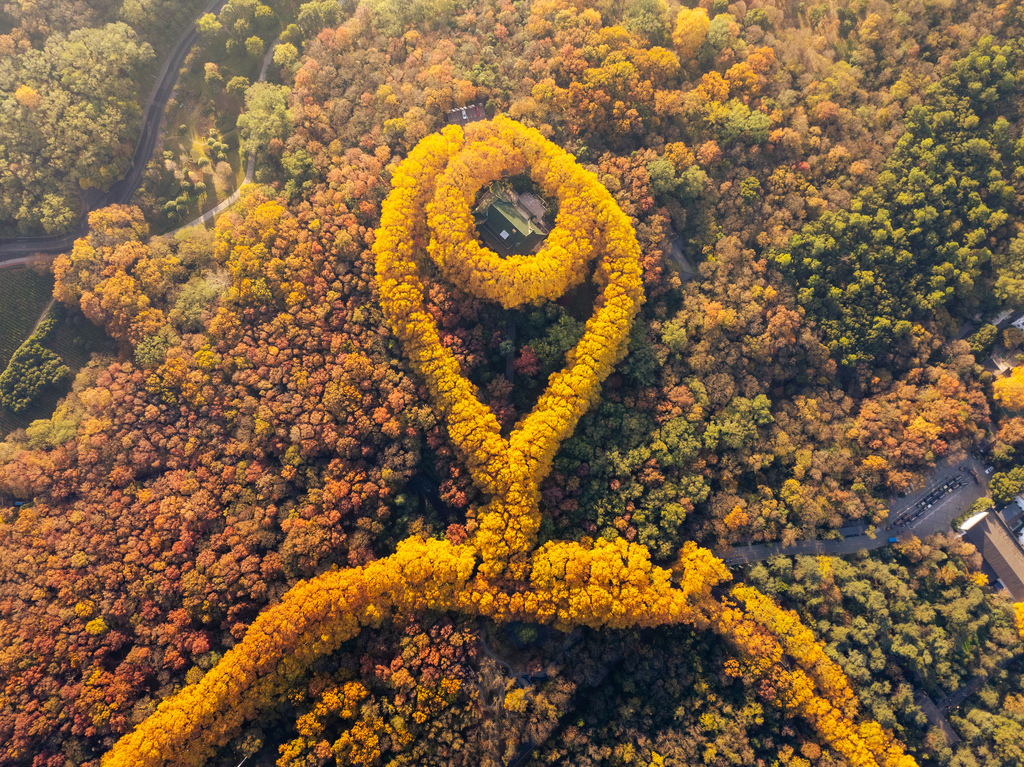 As early winter embraces Nanjing City, the Zhongshan Scenic Area is cloaked in a riot of red and gold foliage on November 29. 2025. /VCG