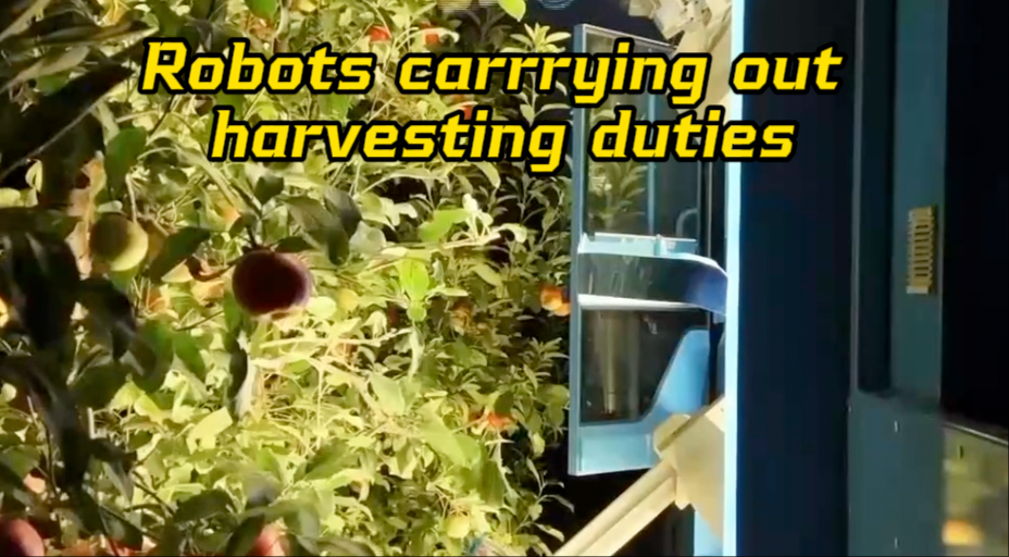 Robots are becoming 'super helpers' in the orchard! 