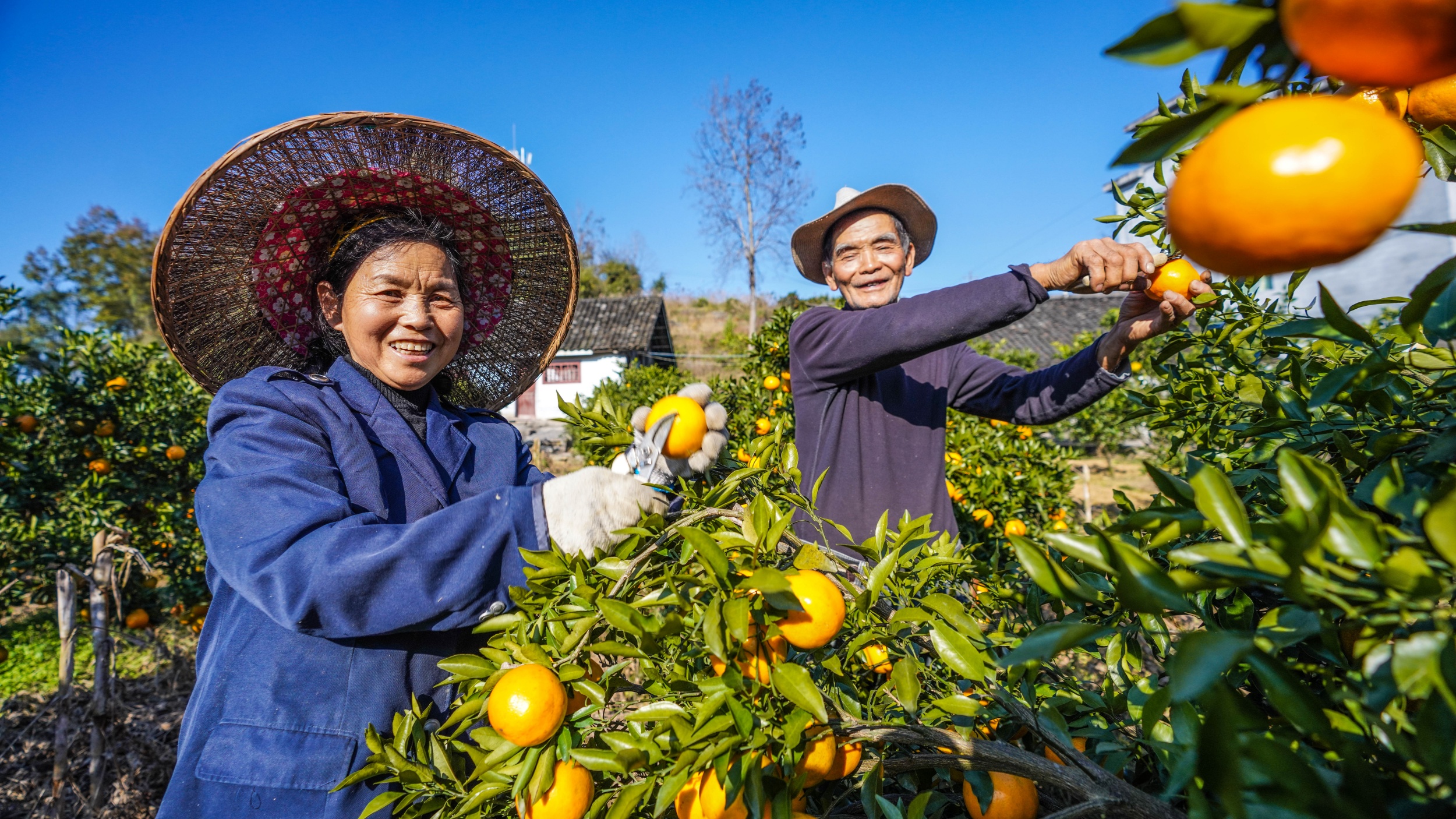 Guizhou's rural revival bears fruit with bumper citrus harvest