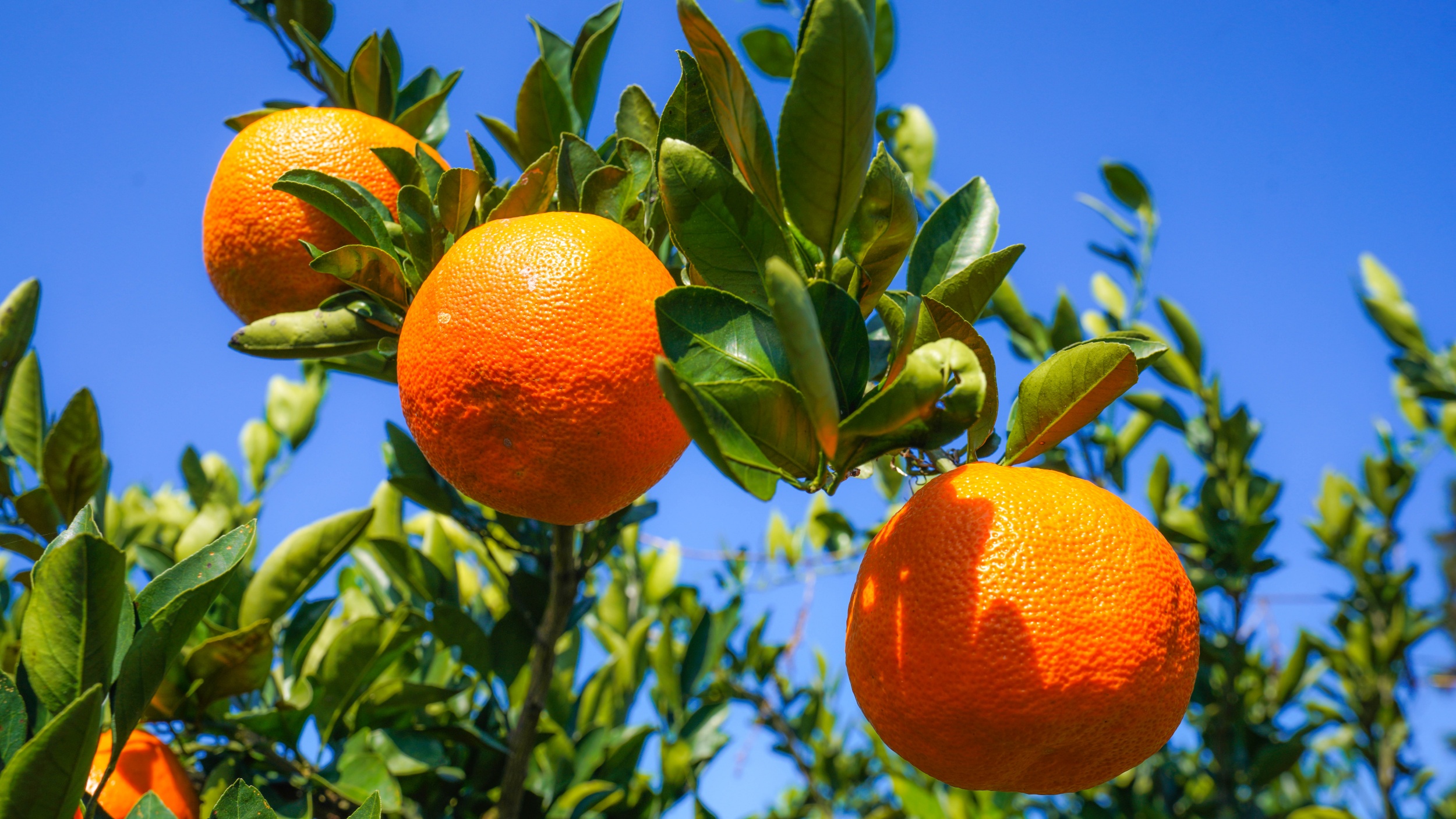 Citrus fruit grow in the orchards around Xinjing Town, Tongren City, southwest China's Guizhou Province, on November 21, 2025. /Tongren Media Convergence Center