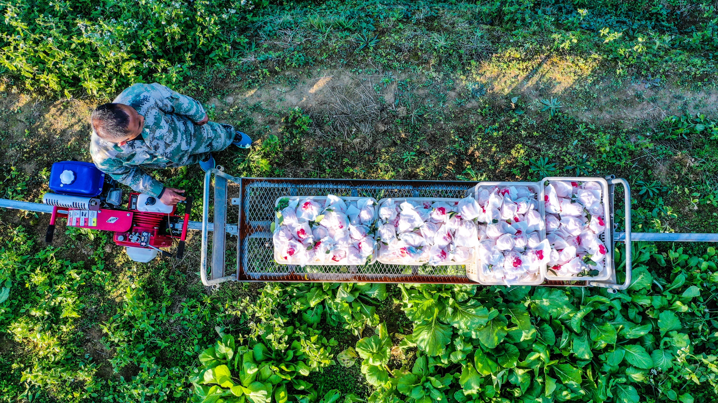 A local farmer uses a monorail to transport citrus fruit in Xinjing Town, Tongren City, southwest China's Guizhou Province, on November 21, 2025. /Tongren Media Convergence Center